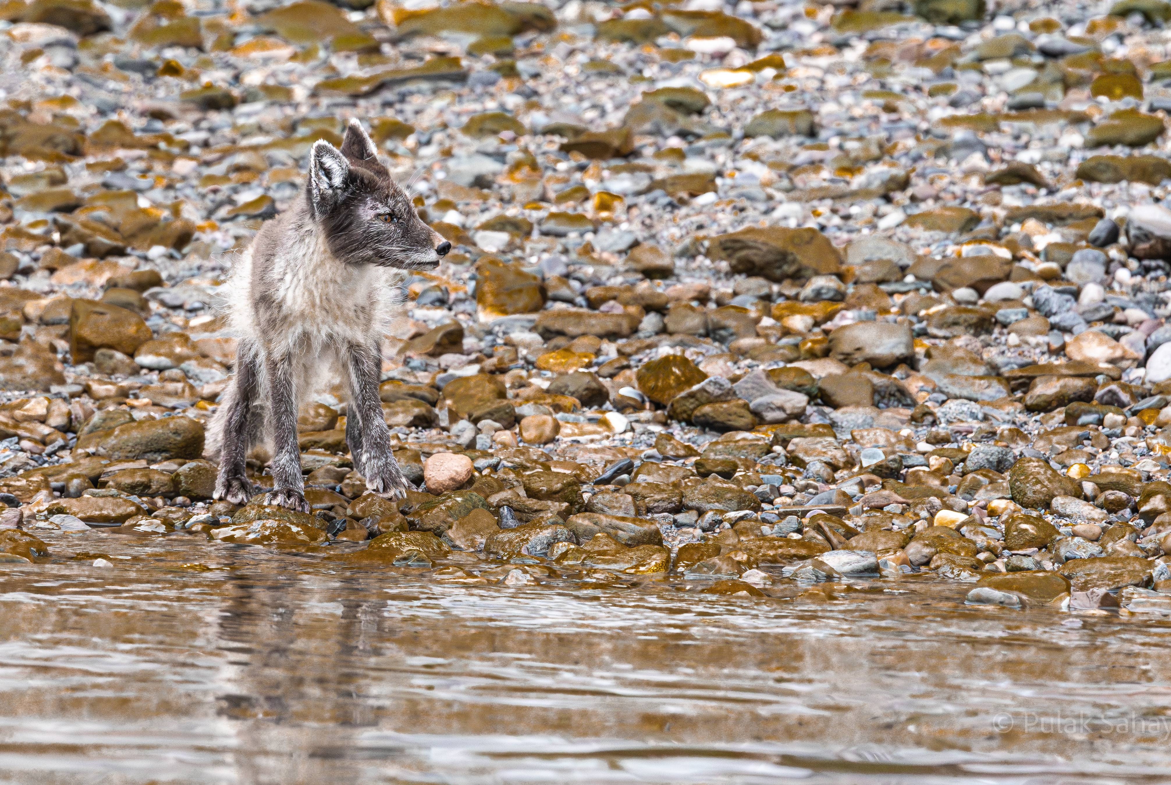 Arctic Fox